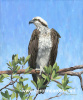 Osprey Perch